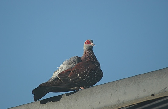 Speckled Pigeon.JPG